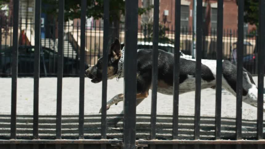 A dog is running along a fence on a sunny day
