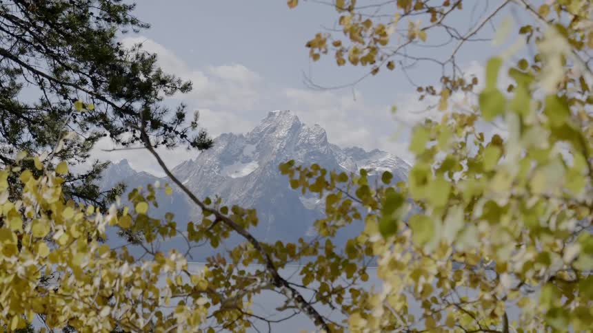 View of snowy mountains behind the trees on a sunny day
