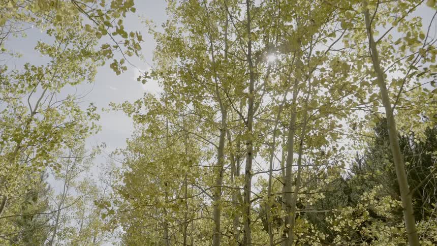 The sun is peaking in over the branches of the trees