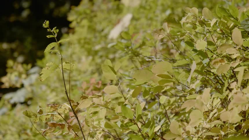 Leaves on a bush are blowing in the breeze