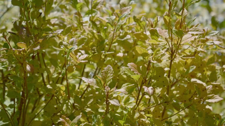Plant leaves blowing in the breeze outdoors in nature