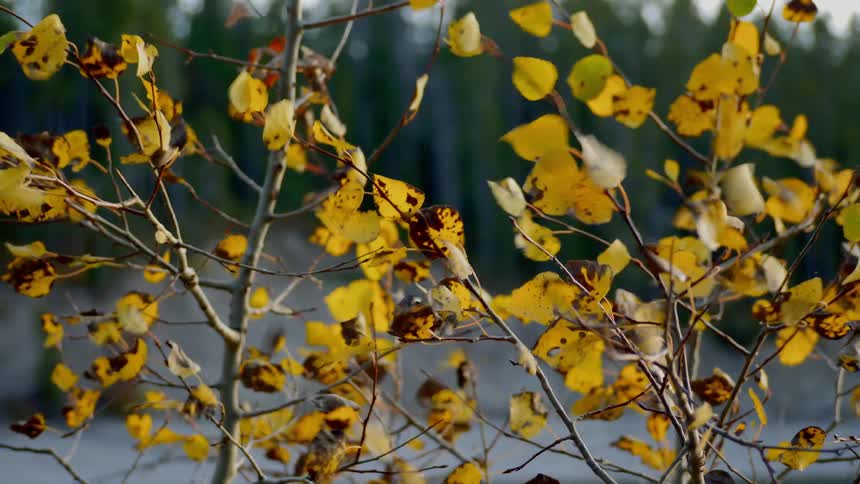 Wind blows away brown leaves in the woods