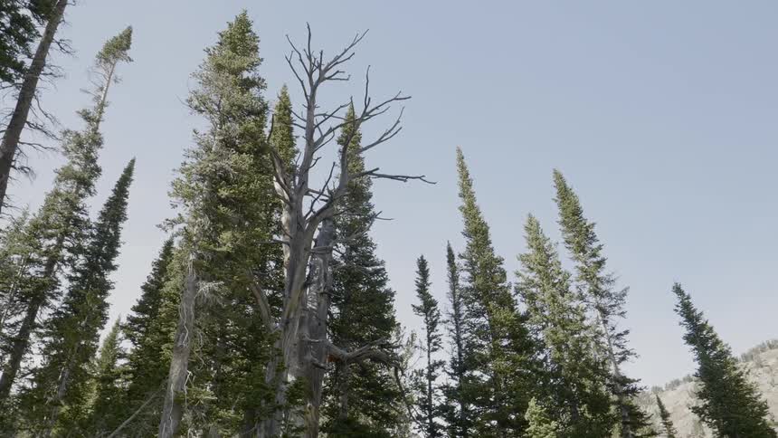 The tall trees reach up into the clear sky