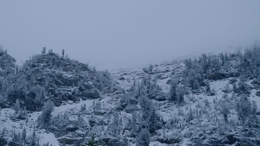 A hillside sparsely littered with trees covered in snow on an overcast day
