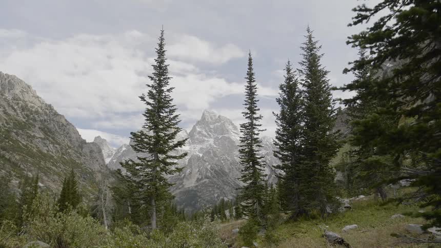 A number of tall evergreen trees stand tall within a valley located within a towering mountain range