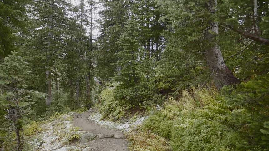 A narrow dirt path winds through a forest comprised primarily of tall evergreens and low shrubs
