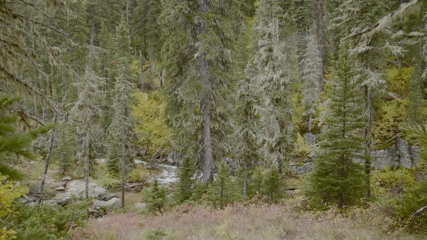 Tall green trees stand in the forest