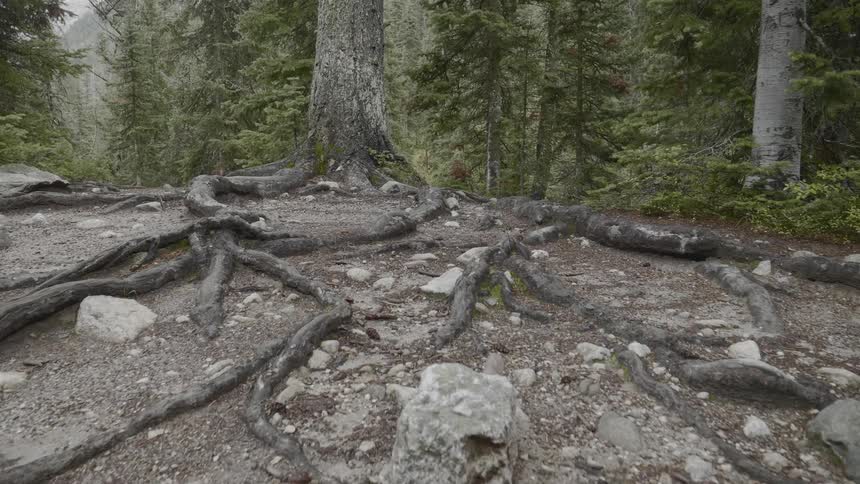 Thick tree roots are gnarled across the rocky soil at the base of a tall tree within a forested area