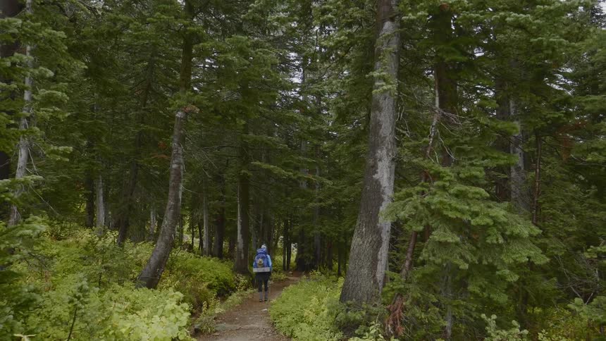 A woman with a backpack hikes through a forest