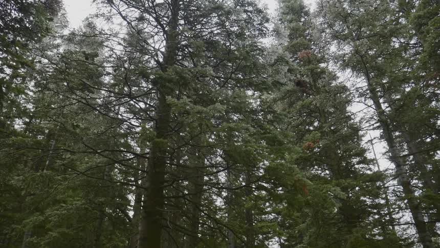 Trees sit still in a forest
