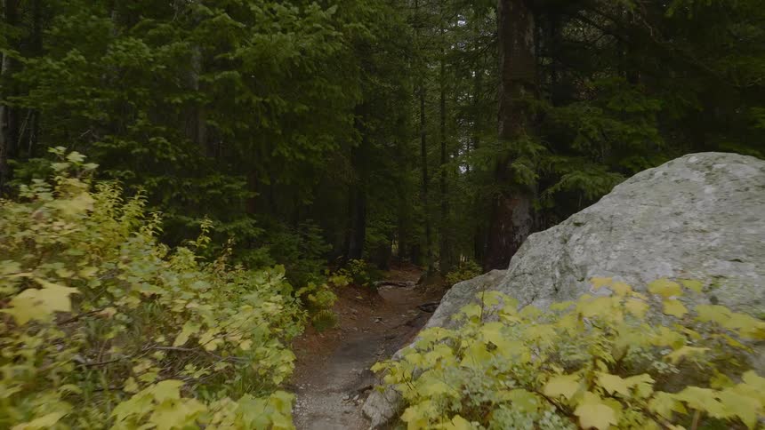 A camera view moving through a trail in a dense forest surrounded by trees