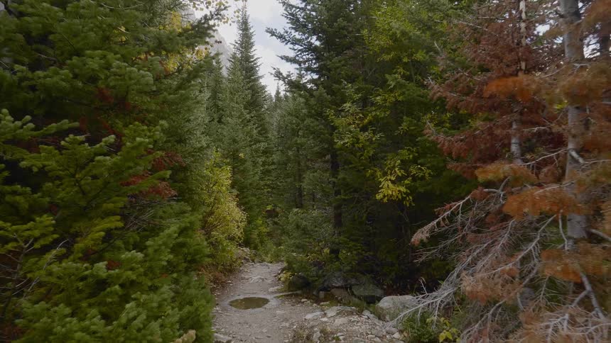 A narrow trail lined with trees and boulders