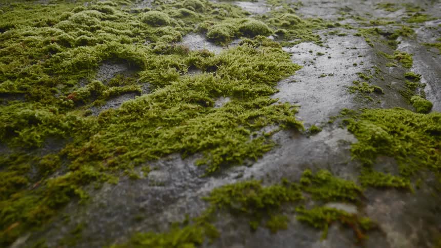 Green moss clings to rock on a slope