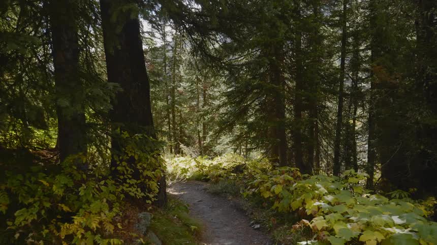 The path runs by the hill in the forest