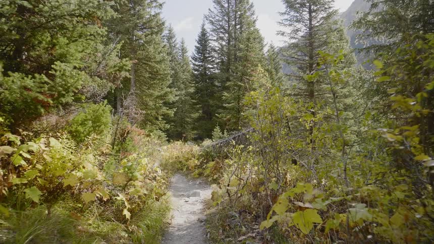 Flying through a forest full of trees