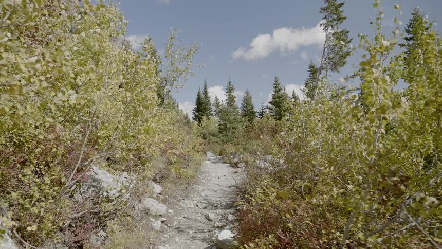 A rocky trail in a forest