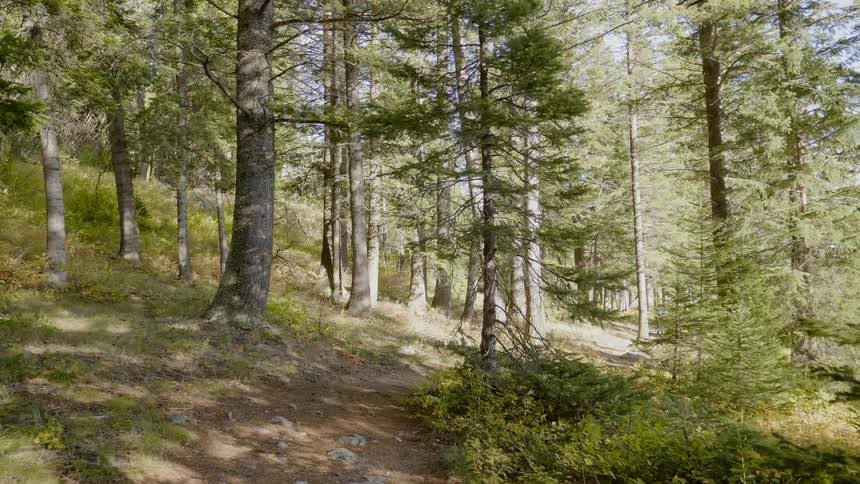 A dirt trail runs its course through a densely forested hillside on a sunny day