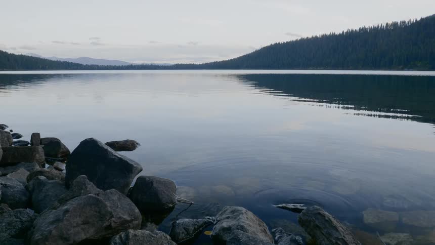 Landscape view of a still lake in front of a forest