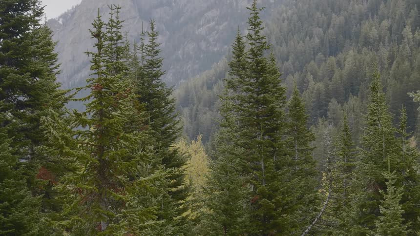 Pine forest on a mountainous area