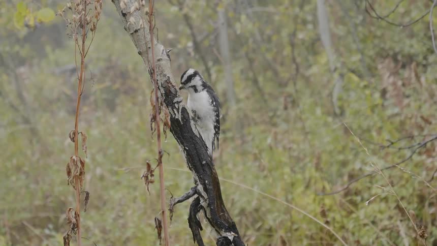 A black and white woodpecker pecks at a thin tree trunk