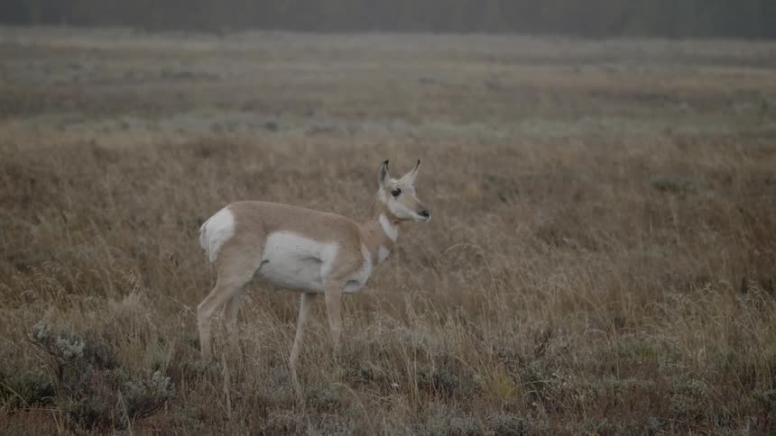 Deer grazing in the pasture out in the wilderness
