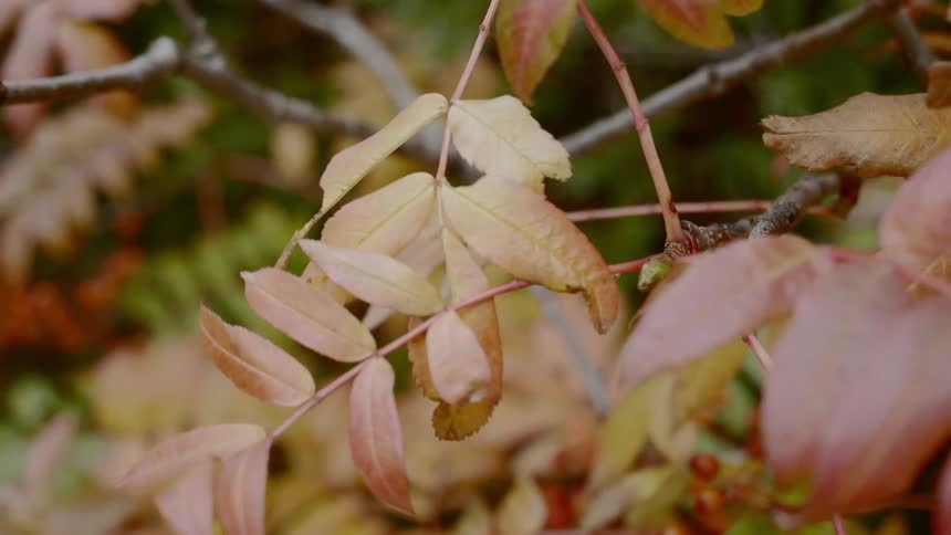 The branches have autumn turned leaves