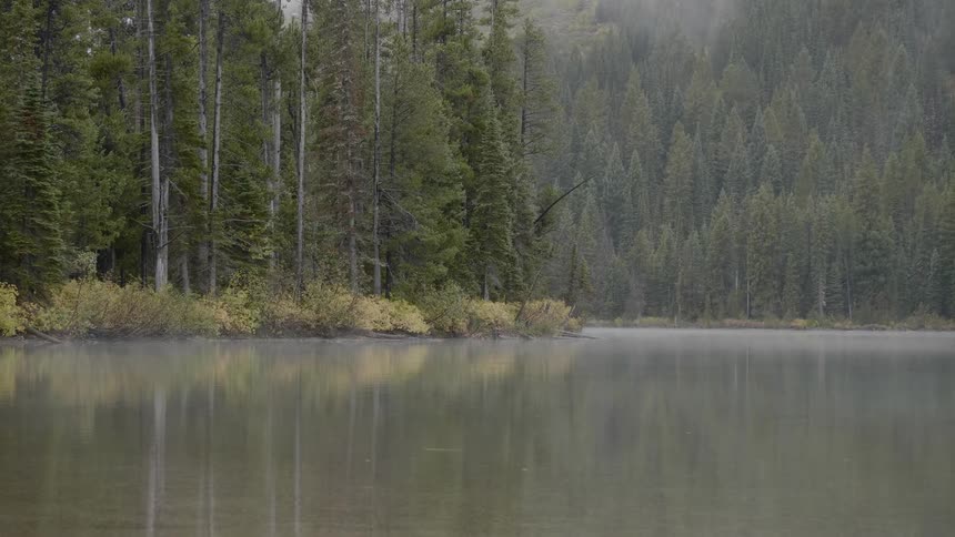 A still lake sits next to a pine forest