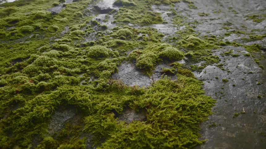 Moss grows on a wet rock face