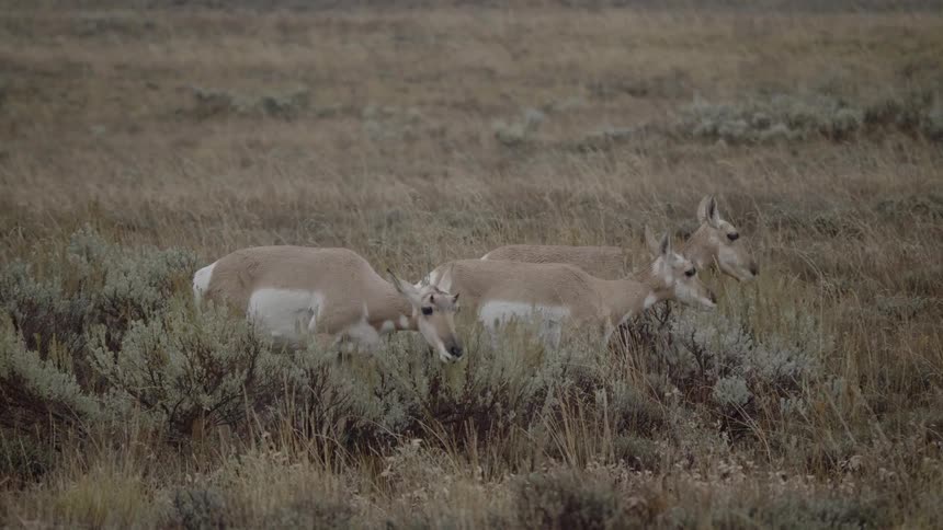 Deer are eating grass in a field