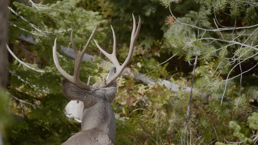 A deer standing in a forest