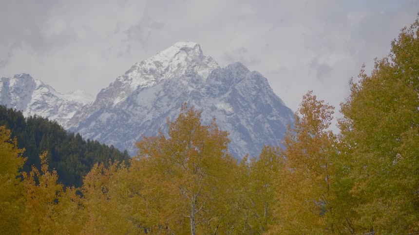 Trees blowing in the wind with mountains in the background