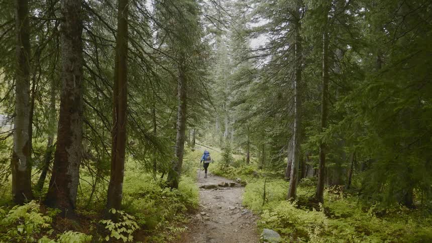 A woman hikes along a path through the forest