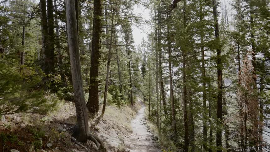 A path in the forest