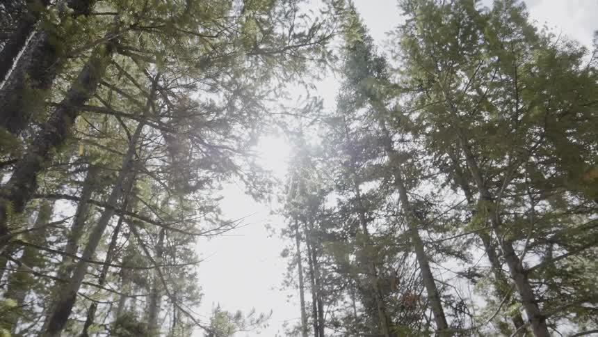 A path stretches through a forest