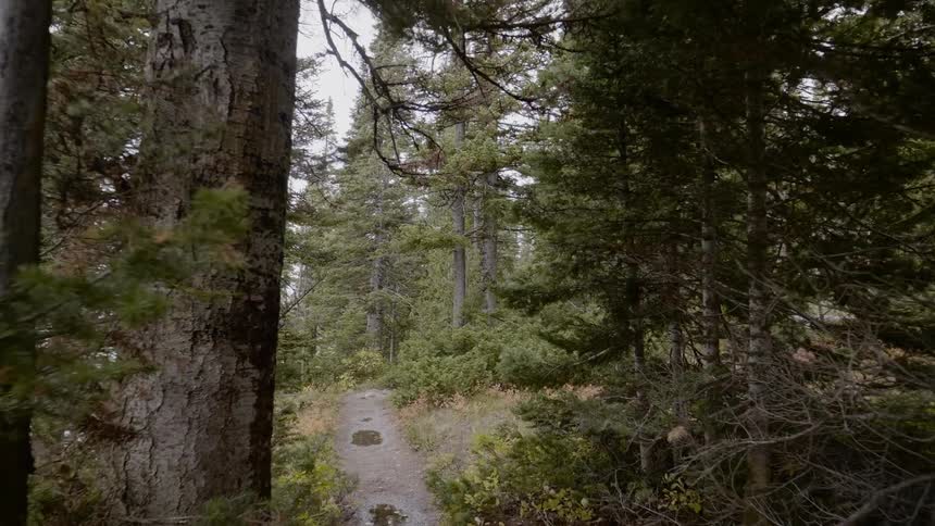 It drizzles in the forest on a cloudy day