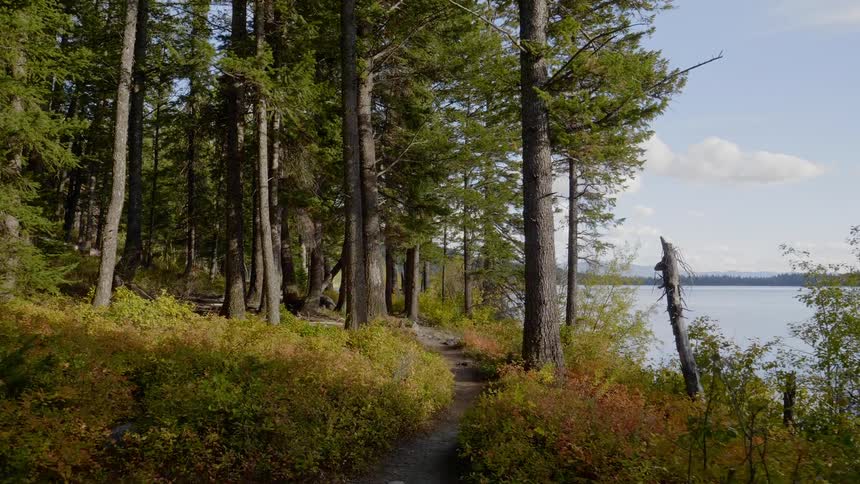 Forest pathway near the lake