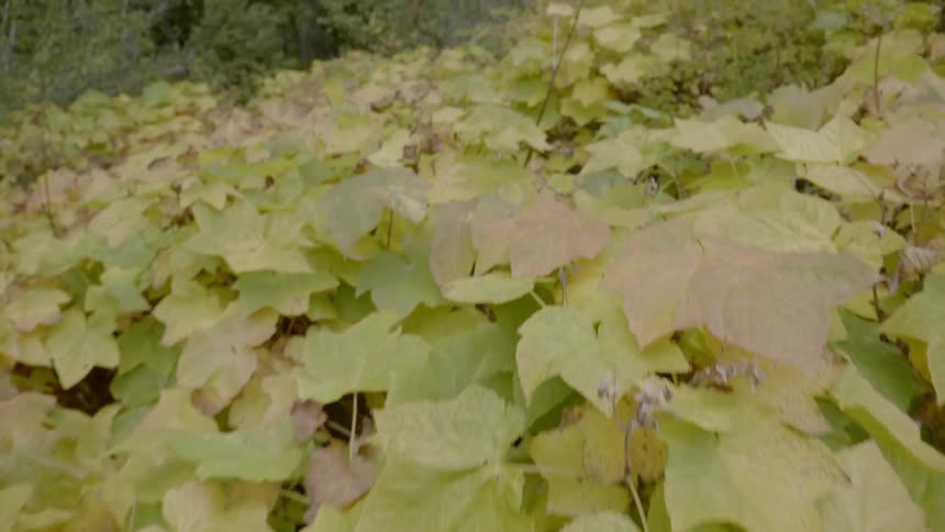 Rain falls on leaves covering a forest floor