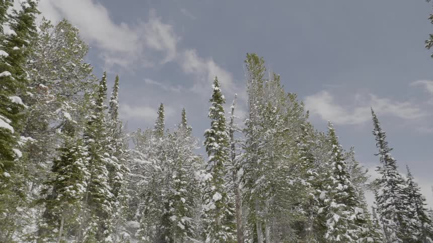 Pine tree forest covered in snow on clear day