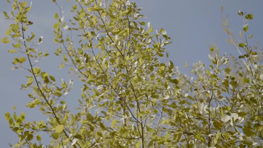 Leaves are blowing in the wind