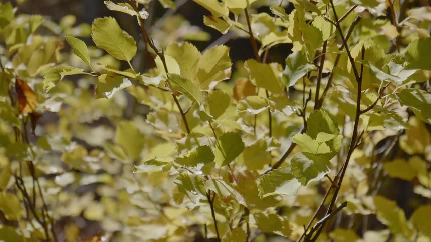 Light green and yellow leaves on a tree