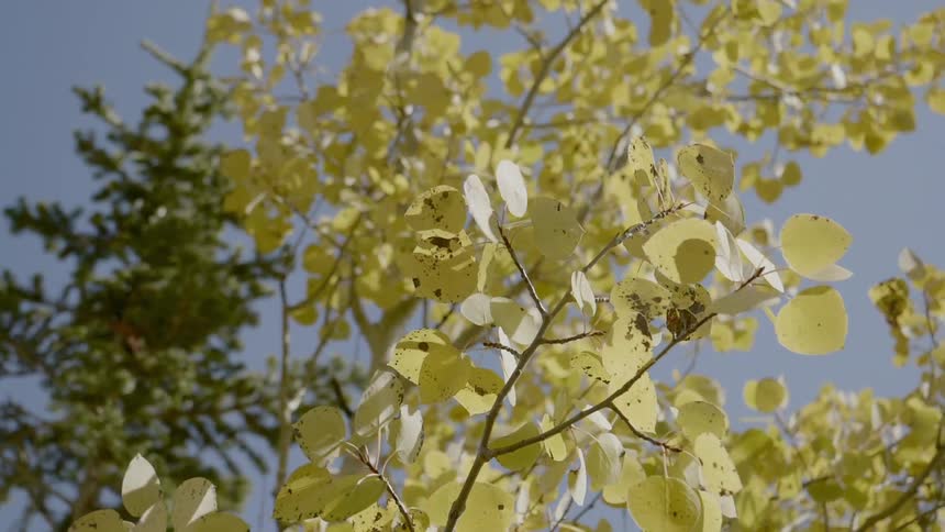 Yellow leaves on a tree rustling in the wind with the sky above