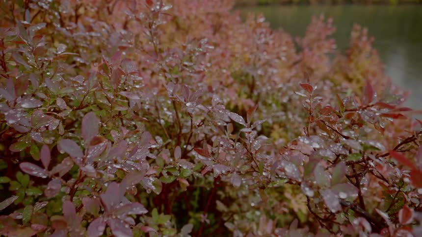 The bushes are covered with rain