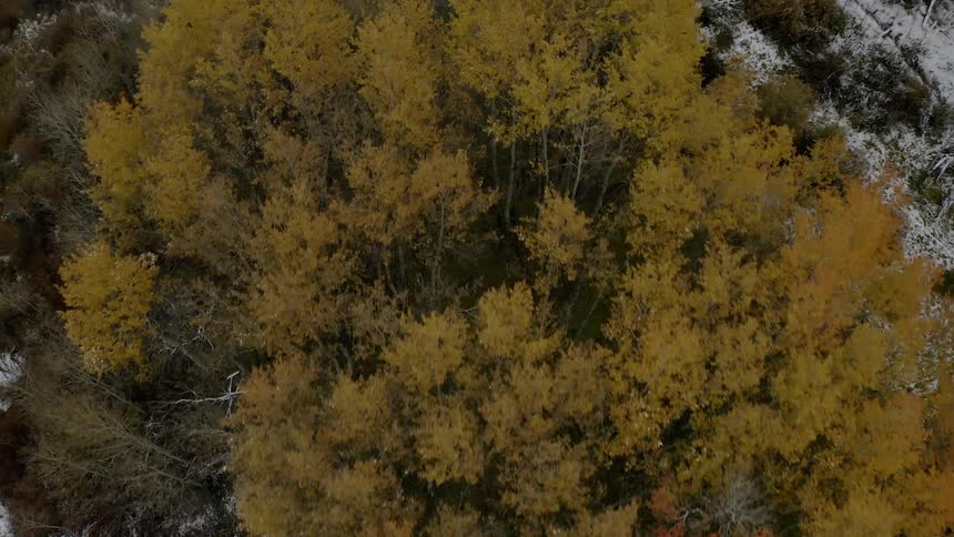 A grove of trees within a forest have an orange and brown color to them as they tower above the other nearby trees in a snow covered forest