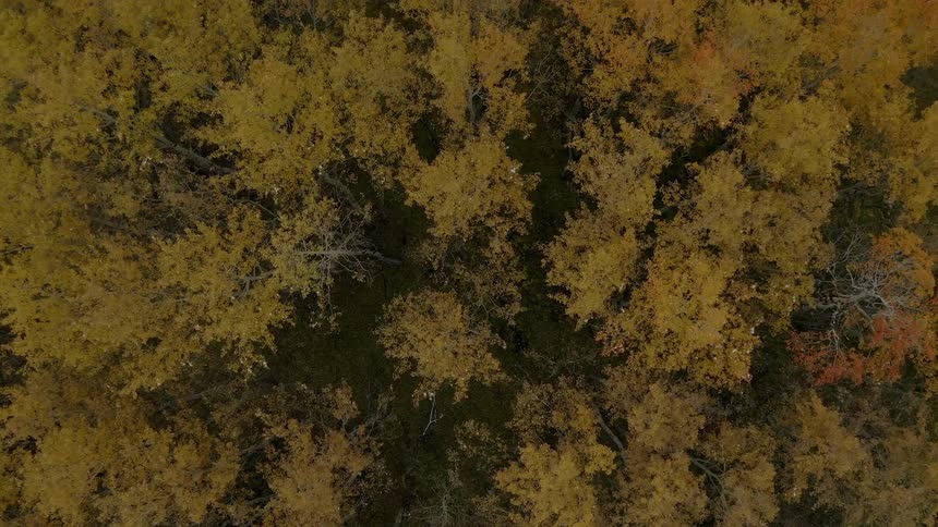 A forest of tall trees is seen from above and the trees have a brownish amber color to them