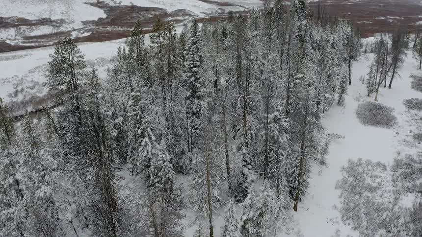 Snow covers trees on a hilltop