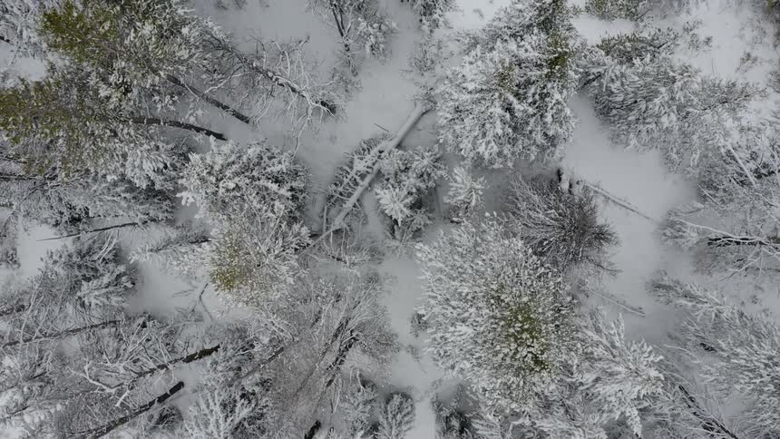 Birds eye view of fresh fallen snow on forest below