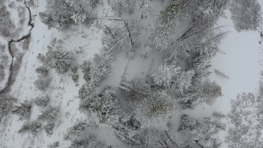A tree lined hilltop is covered in snow
