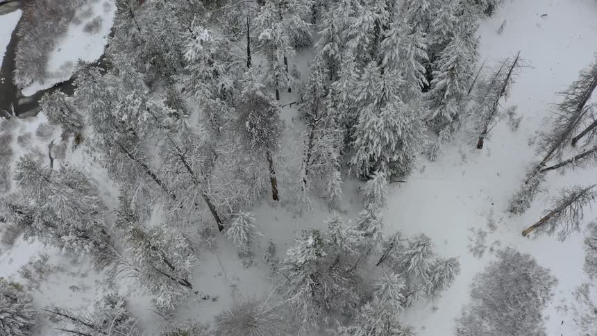 Ariel view of a forest area with freshly fallen snow