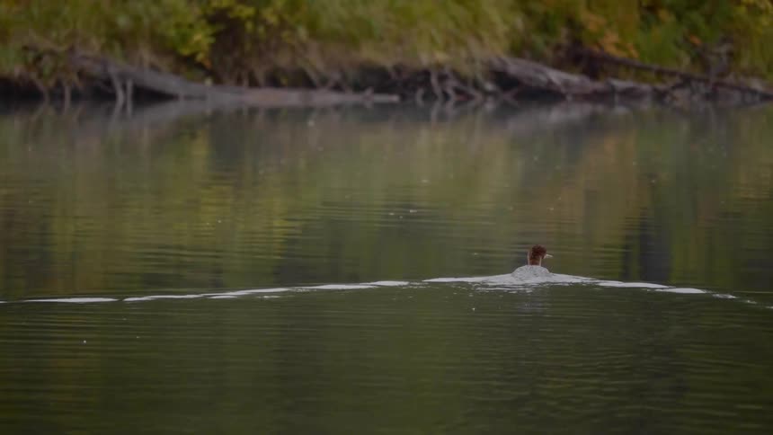 A duck swims across a body of water