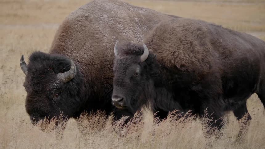Close up of buffaloes roaming and grazing in a pasture